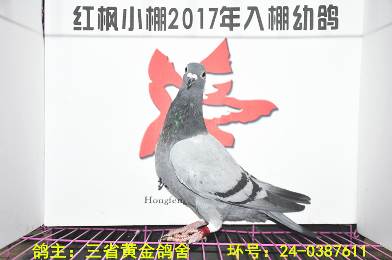 5333 