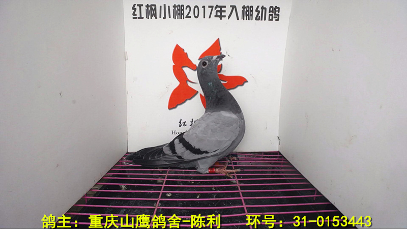 3529 