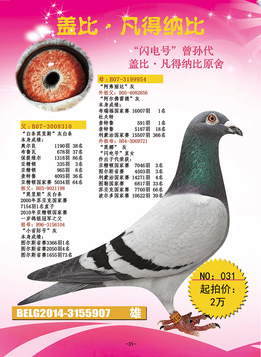 拍卖顺序 足环号码 种鸽血统 31  be2014-3155907 盖比舍