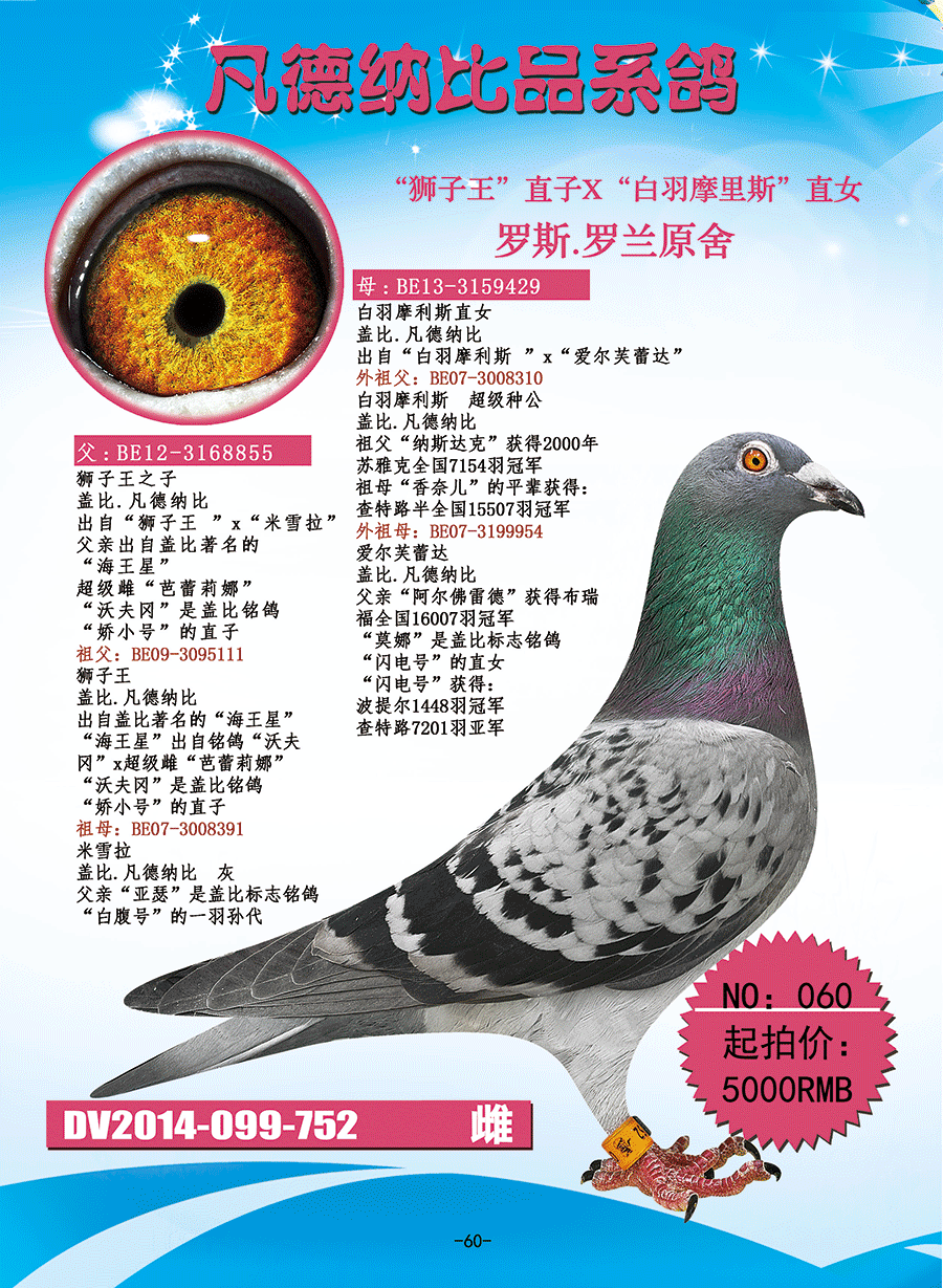 拍卖顺序 足环号码 种鸽血统 60  dv2014-099-752 罗斯·罗兰原舍纯