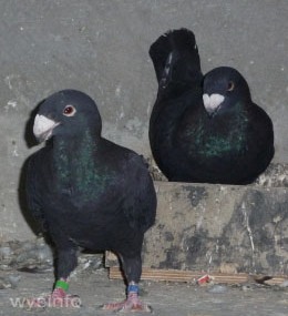 German Postal Pigeons