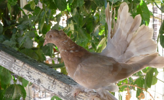 indian fantail