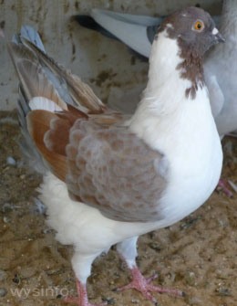 Maltese Gazi Pigeon