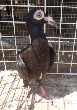 stralsunder highflier pigeon