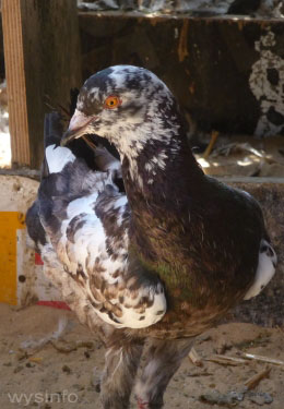 Maltese Pigeon