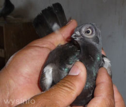 Baby Short Faced Budapest Pigeon