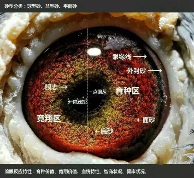 鸽眼你知道多少,今天就告诉你