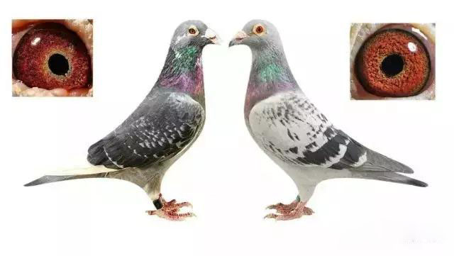 种鸽搭配