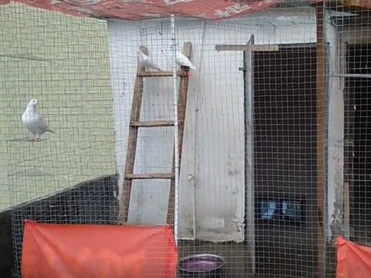 台风中的鸽舍,鸽棚