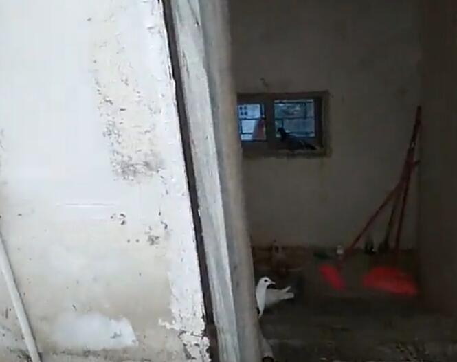 台风中的鸽舍,鸽棚