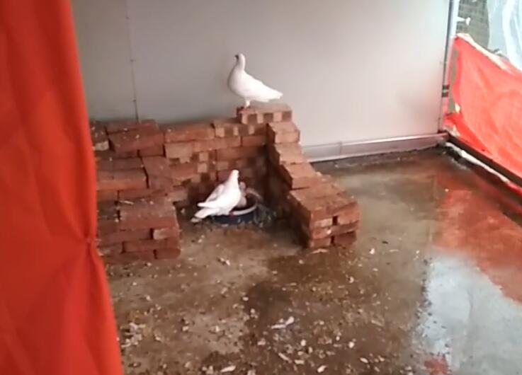 台风中的鸽舍,鸽棚