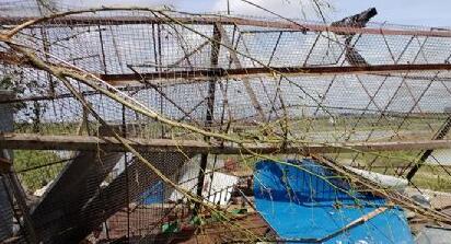 台风中的鸽舍,鸽棚