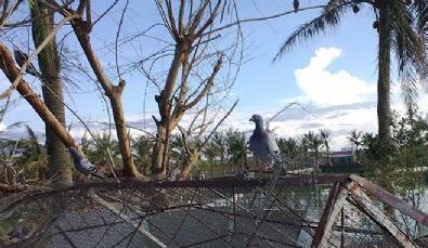 台风中的鸽舍,鸽棚