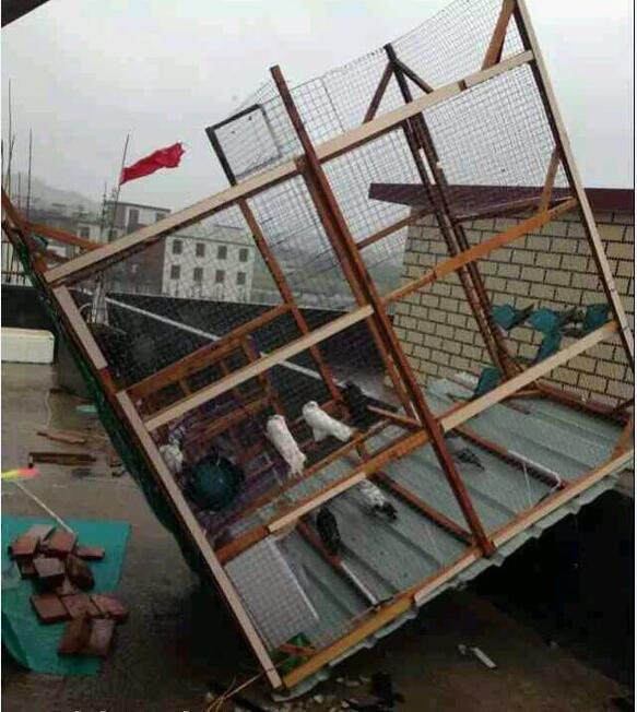 台风中的鸽舍,鸽棚