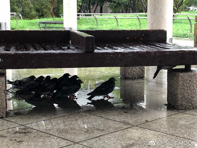 台风中的鸽舍,鸽棚