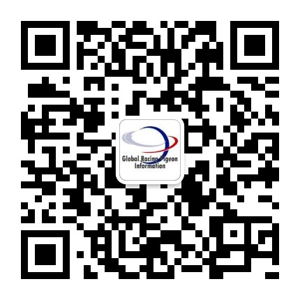 环球信鸽资讯网美女主播潘妮微信号