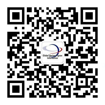 环球信鸽资讯网公众号